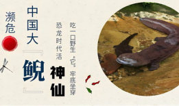 娃娃鱼的叫声视频,自然界的低音炮奇观